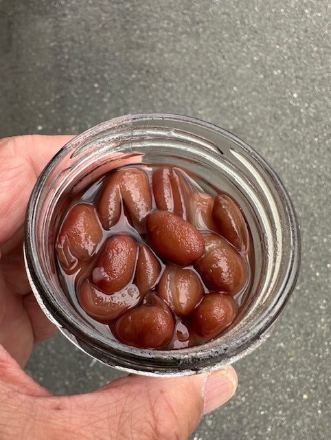 新豆 乾燥豆 令和7年産 大正金時 500g