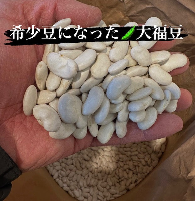乾燥豆 令和6年産 斗六豆 500g