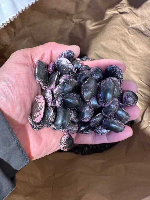 乾燥豆 令和6年産 紫花豆 500g