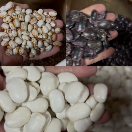 令和7年産の新豆入荷情報！！