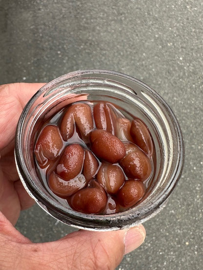 新豆　乾燥豆　令和7年産 大正金時 500g