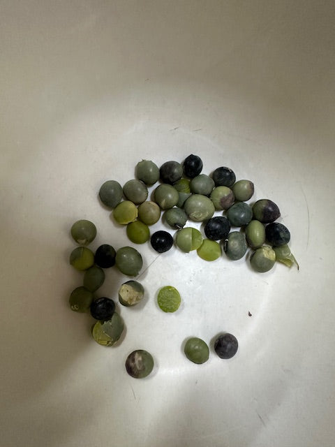 乾燥豆　令和7年産 岩手県 青大豆 500g