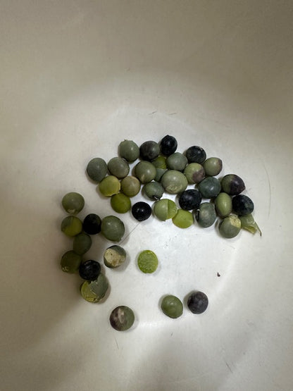 乾燥豆　令和7年産 岩手県 青大豆 500g