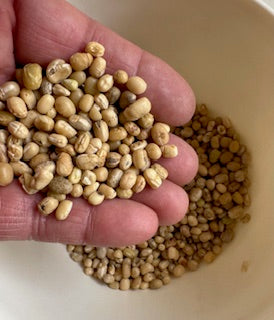 北海道産　白小豆　250g　（きたほたる）